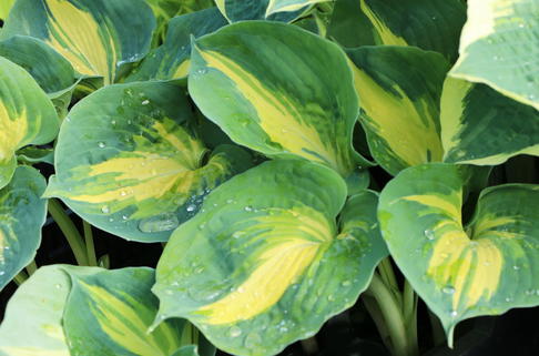 Funkie 'Dream Queen' - Hosta sieboldiana 'Dream Queen'