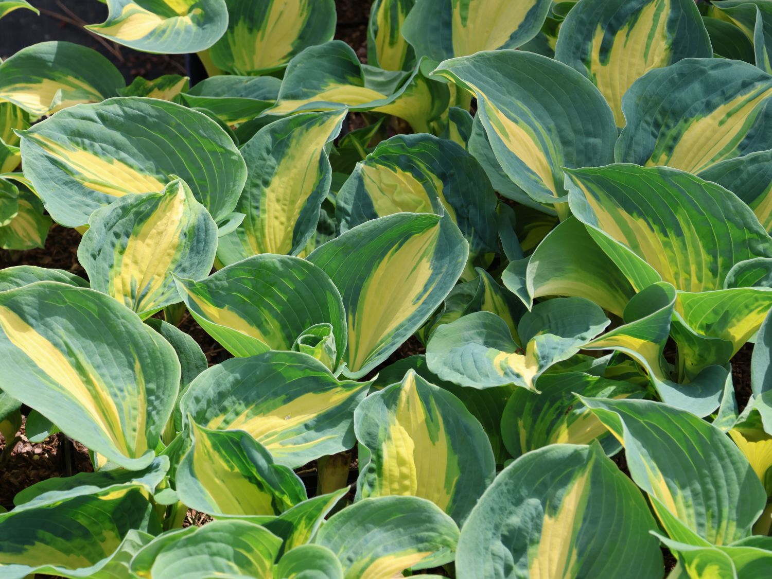 Funkie 'Dream Weaver'