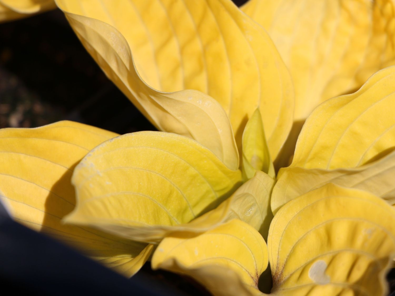 Funkie 'Fire Island'