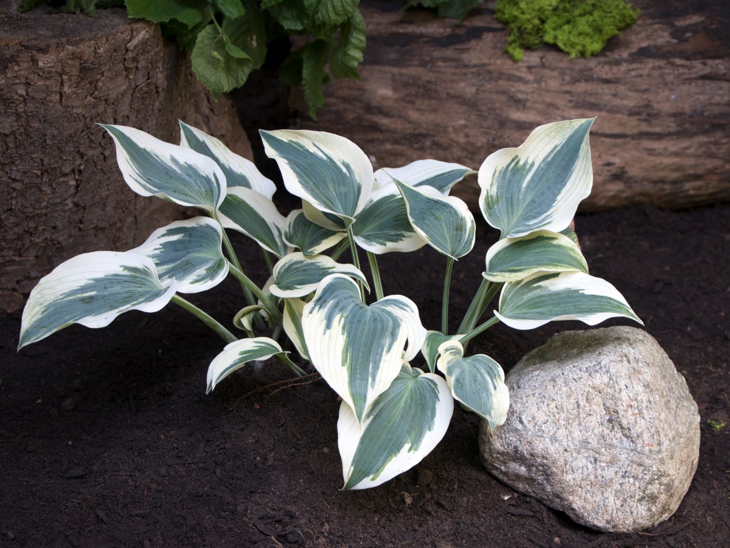 Funkie 'Great Escape'