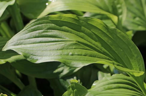 Funkie 'Honeybells' - Hosta plantaginea 'Honeybells'
