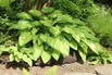 Funkie 'June Fever' ® - Hosta x tardiana 'June Fever' ®