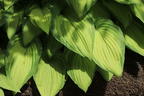 Funkie 'June Fever' ® - Hosta x tardiana 'June Fever' ®