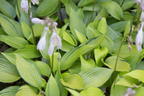 Funkie 'June Fever' ® - Hosta x tardiana 'June Fever' ®