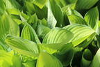 Funkie 'June Fever' ® - Hosta x tardiana 'June Fever' ®