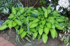 Funkie 'June Fever' ® - Hosta x tardiana 'June Fever' ®