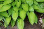 Funkie 'June Fever' ® - Hosta x tardiana 'June Fever' ®