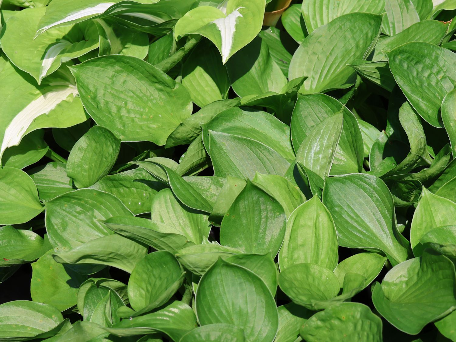 Funkie 'Lakeside Lollipop'