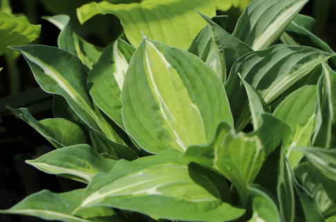 Funkie 'Mata Hari' - Hosta x cultorum 'Mata Hari'