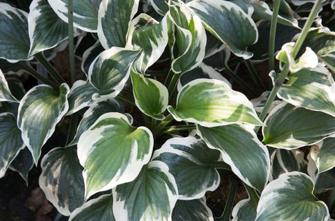 Funkie 'Minuteman' - Hosta x fortunei 'Minuteman'