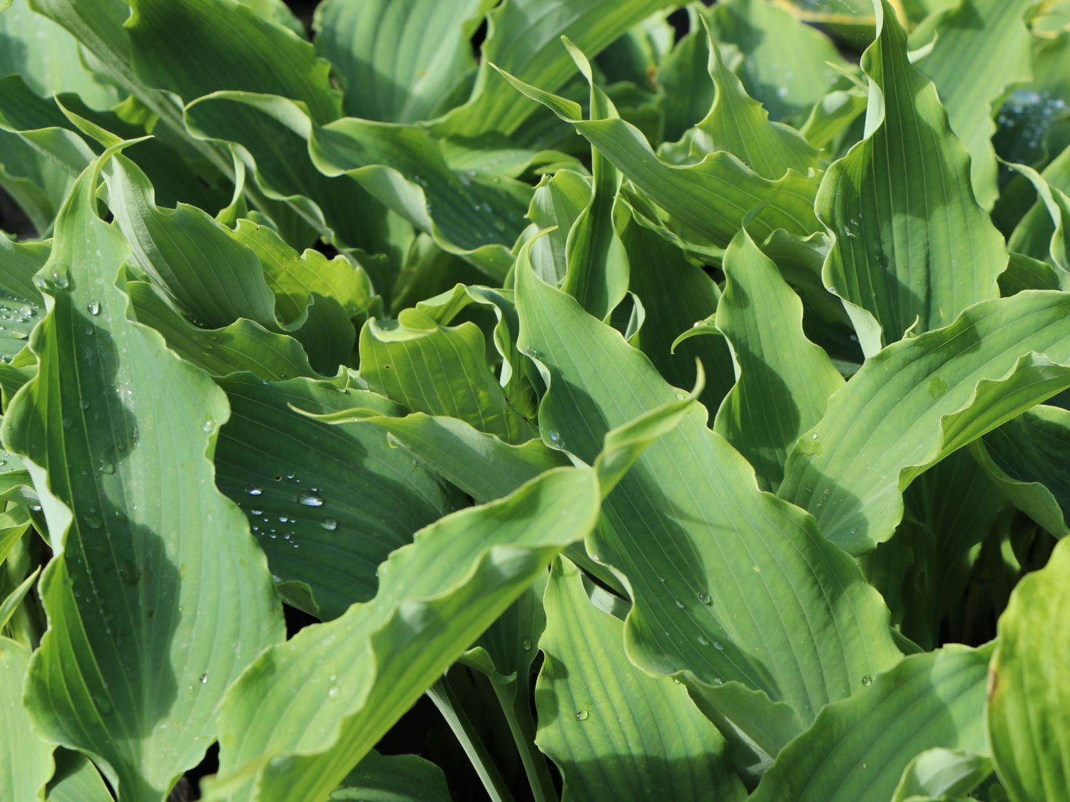Funkie 'Neptune' - Hosta x cultorum 'Neptune'