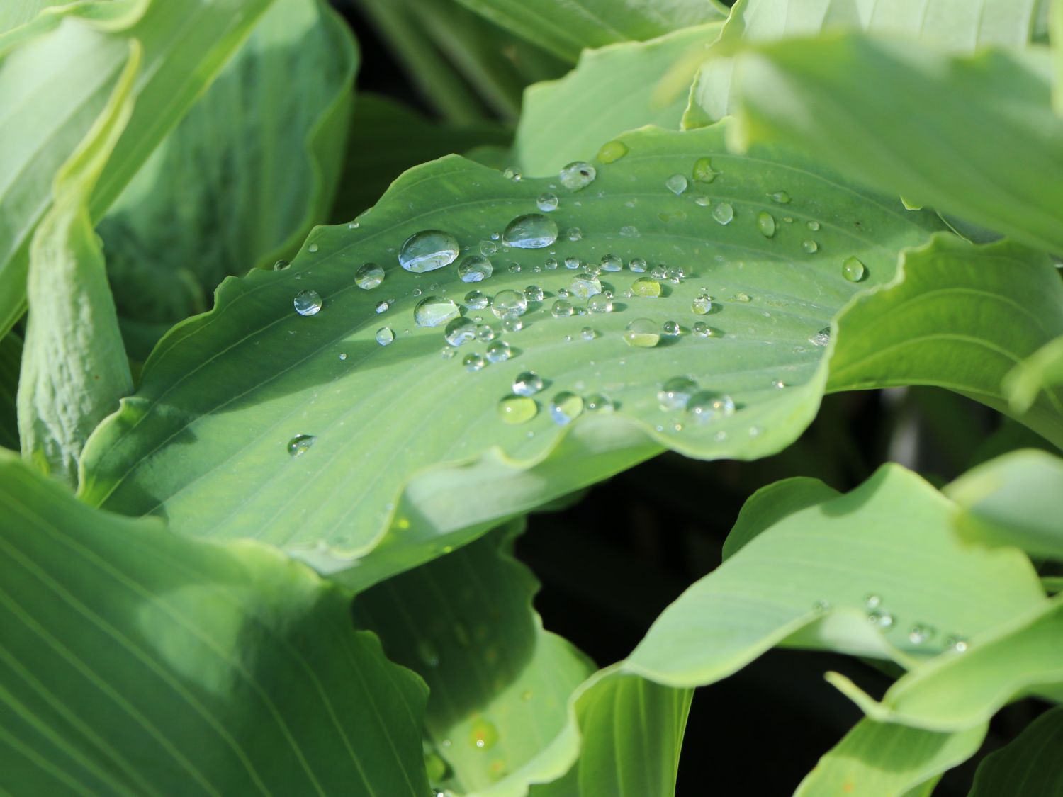 Funkie 'Neptune' - Hosta x cultorum 'Neptune'
