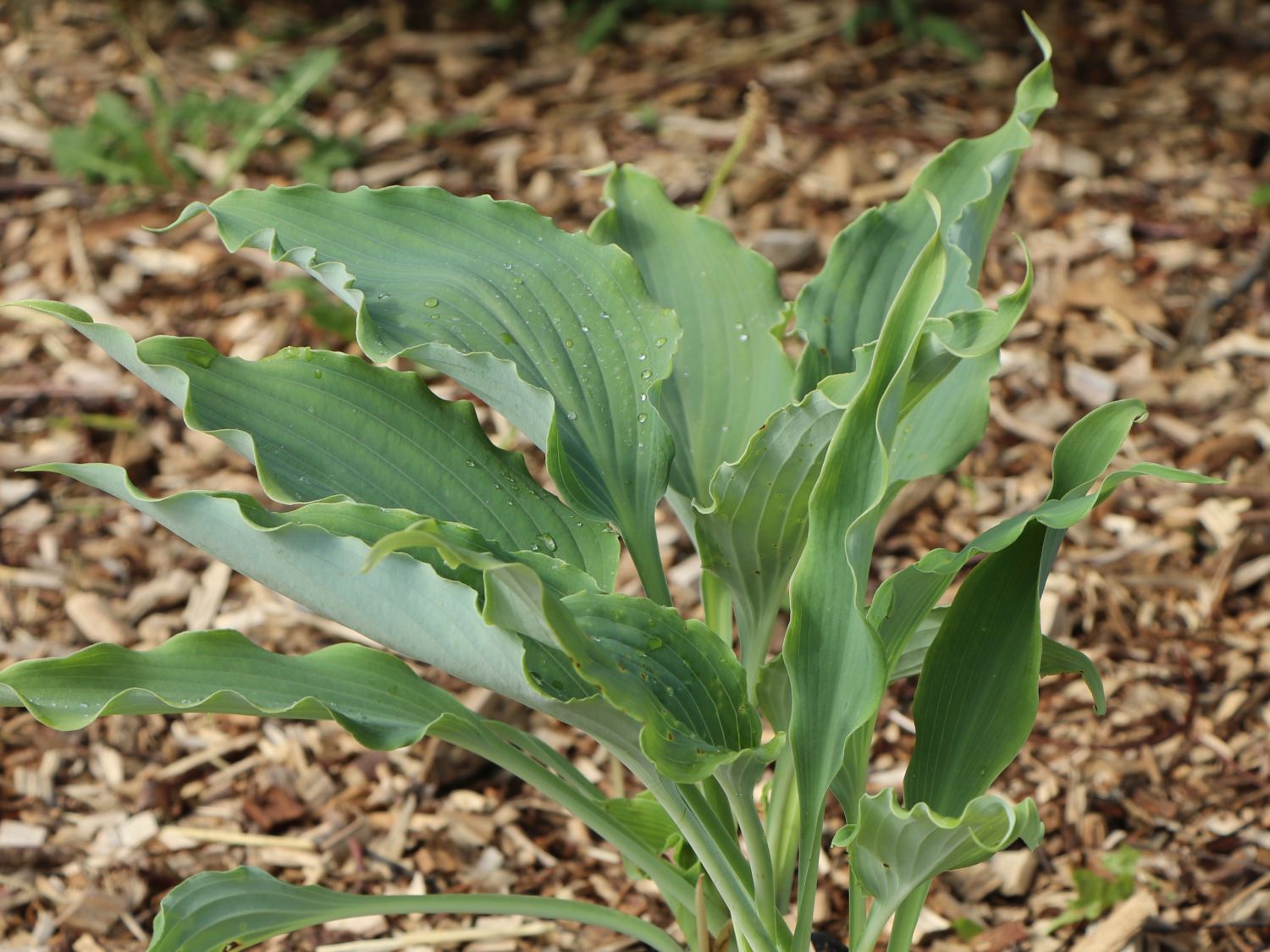 Funkie 'Neptune' - Hosta x cultorum 'Neptune'