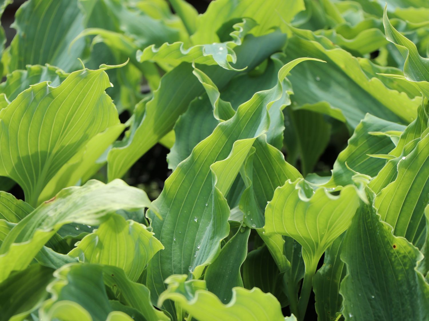 Funkie 'Neptune' - Hosta x cultorum 'Neptune'