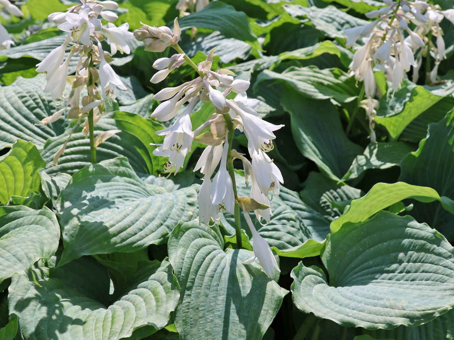 Funkie 'Neptune' - Hosta x cultorum 'Neptune'