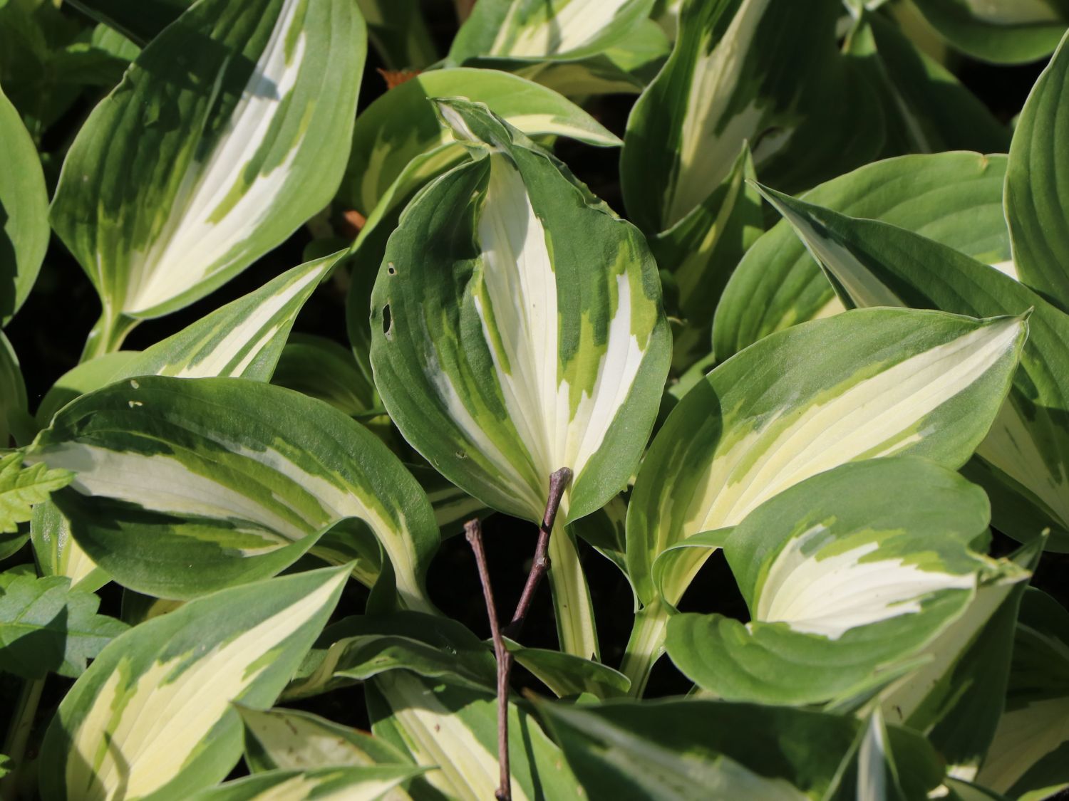 Funkie 'Night before Christmas'