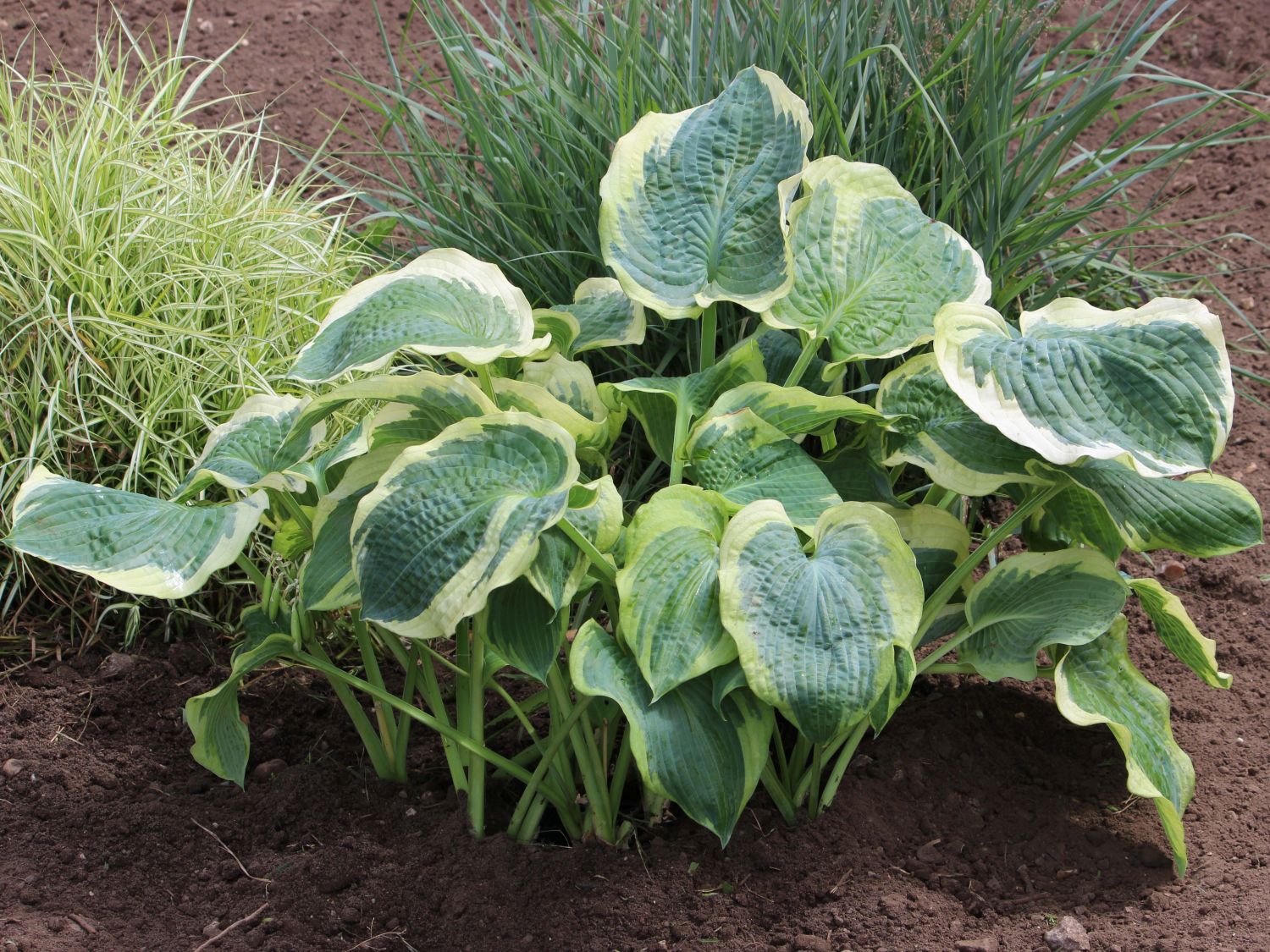 Funkie 'Northern Exposure'