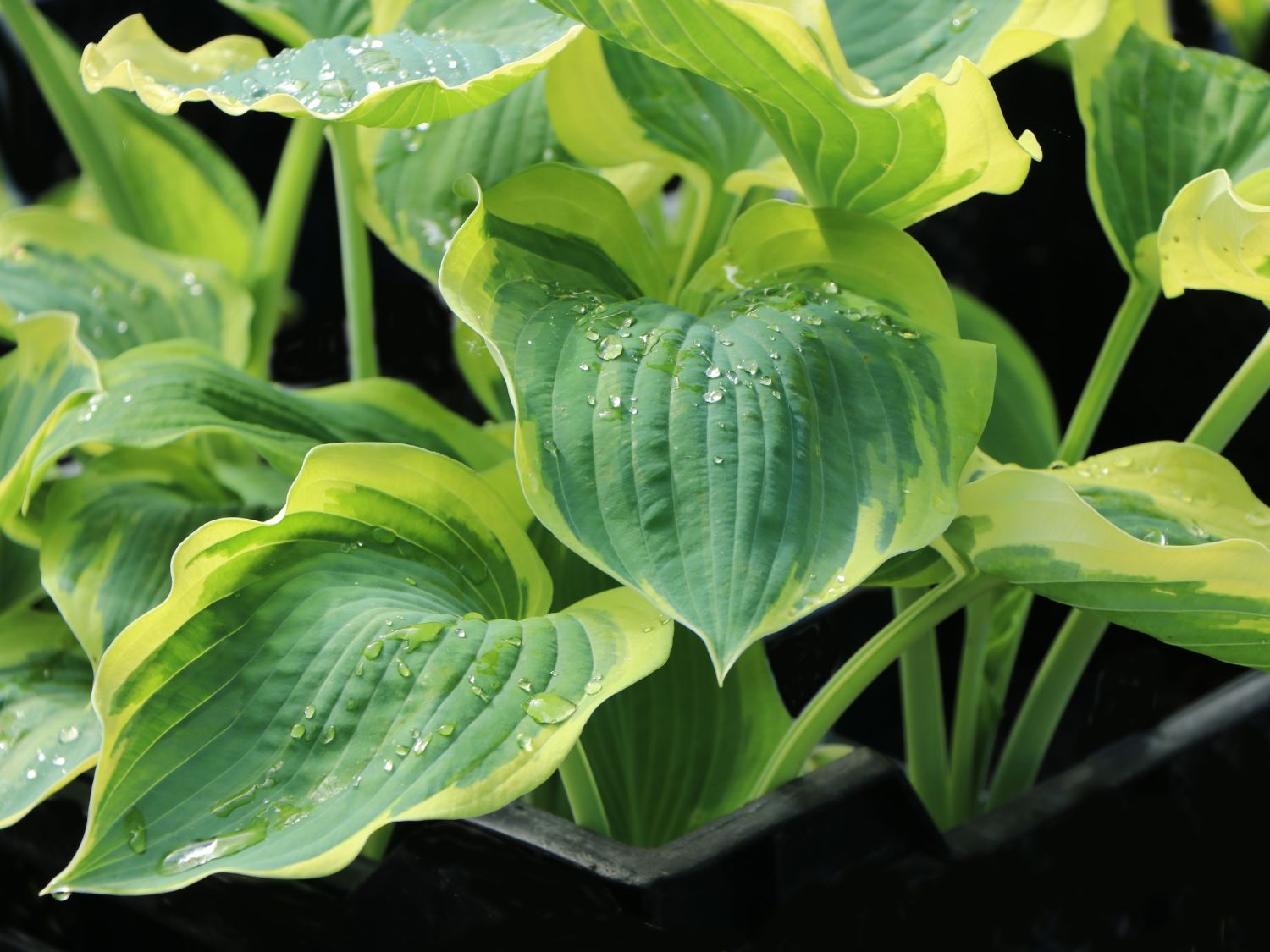 Funkie 'Orions Belt'