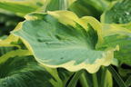 Funkie 'Orions Belt' - Hosta x fortunei 'Orions Belt'