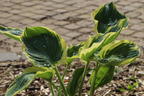 Funkie 'Orions Belt' - Hosta x fortunei 'Orions Belt'