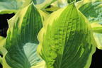 Funkie 'Orions Belt' - Hosta x fortunei 'Orions Belt'