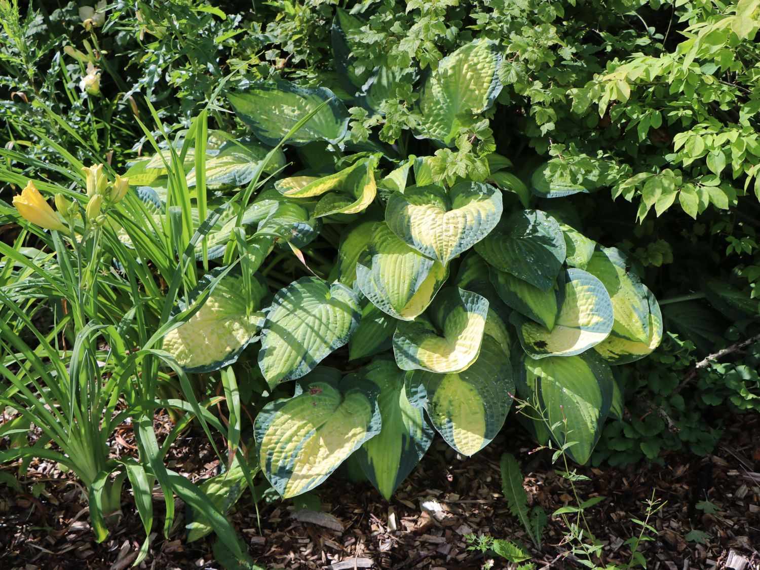 Funkie 'Pauls Glory'