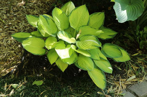 Funkie 'Rainforest Sunrise' - Hosta x cultorum 'Rainforest Sunrise'