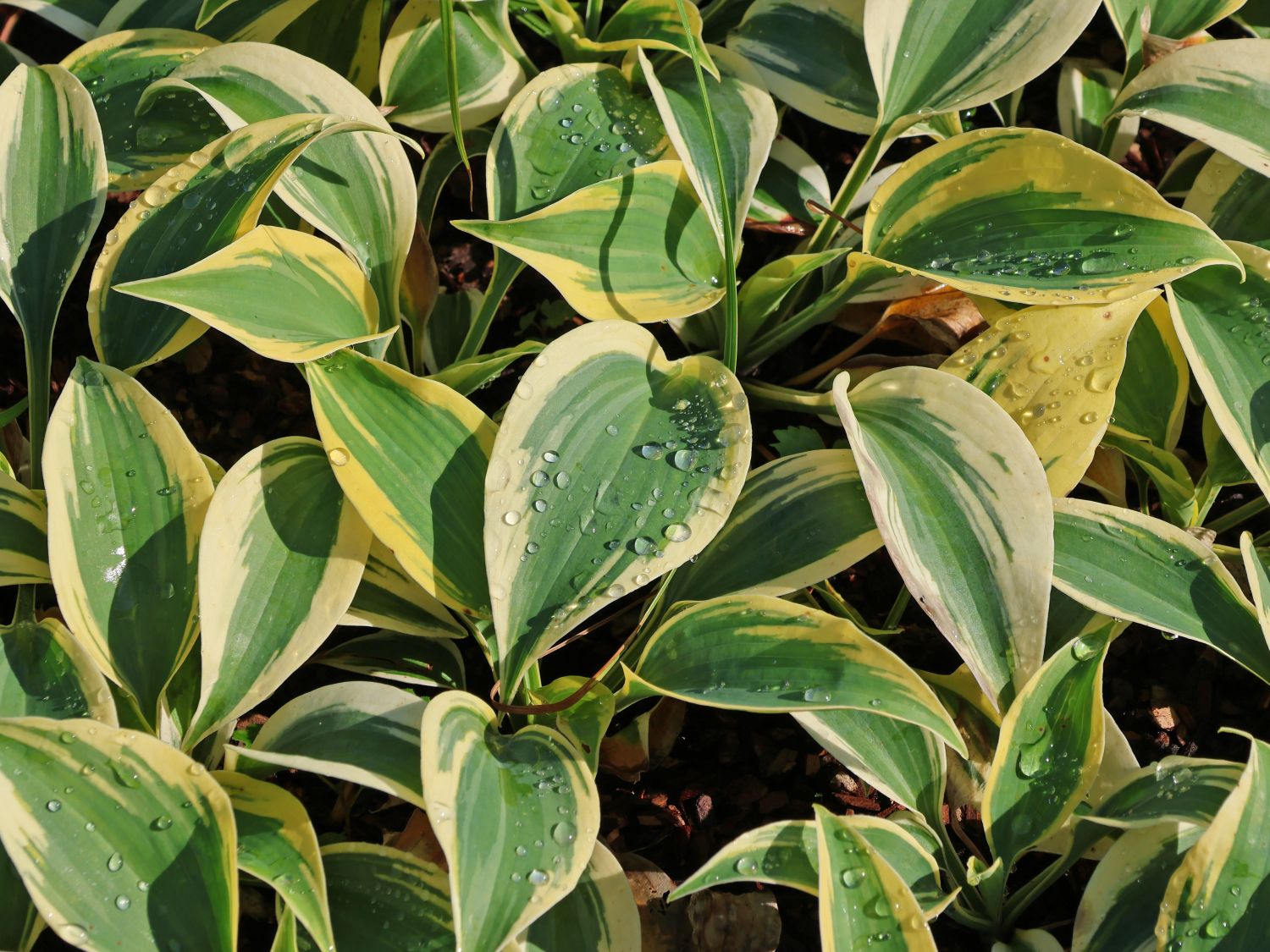 Funkie Shadowland 'Autumn Frost'