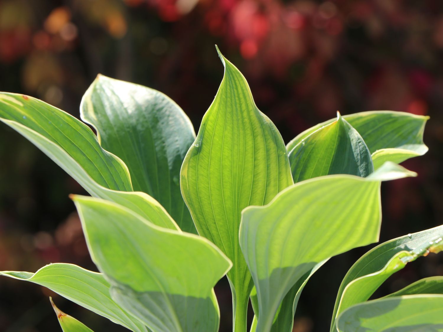 Funkie 'Super Sagae' - Hosta fluctuans 'Super Sagae'