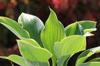 Funkie 'Super Sagae' - Hosta fluctuans 'Super Sagae'