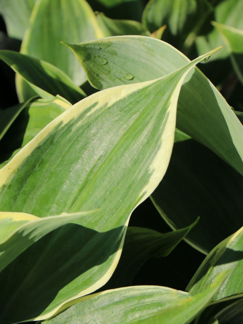 Funkie 'Super Sagae' - Hosta fluctuans 'Super Sagae'