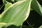 Funkie 'Super Sagae' - Hosta fluctuans 'Super Sagae'