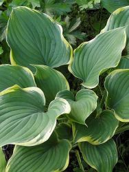 Funkie 'Super Sagae' - Hosta fluctuans 'Super Sagae'