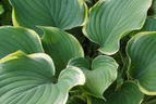 Funkie 'Super Sagae' - Hosta fluctuans 'Super Sagae'
