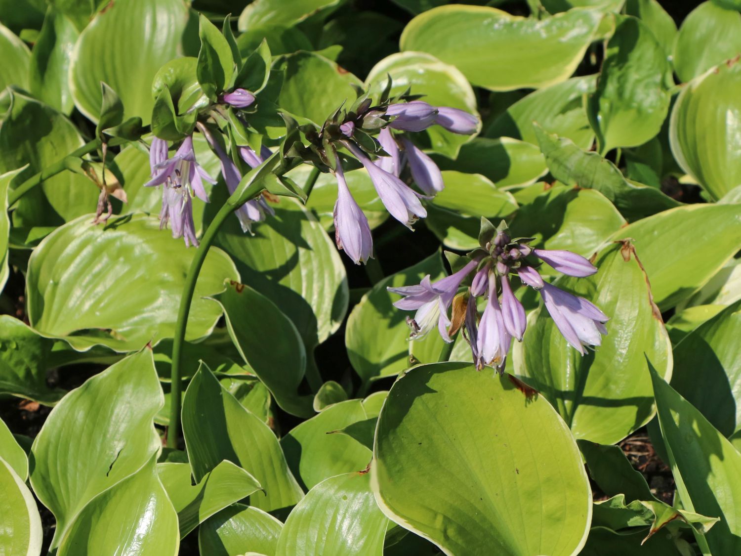 Funkie 'Winter Snow' - Hosta x cultorum 'Winter Snow'