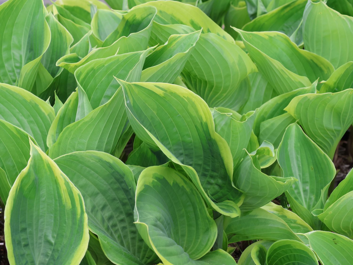 Funkie 'Winter Snow' - Hosta x cultorum 'Winter Snow'