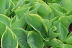 Funkie 'Winter Snow' - Hosta x cultorum 'Winter Snow'
