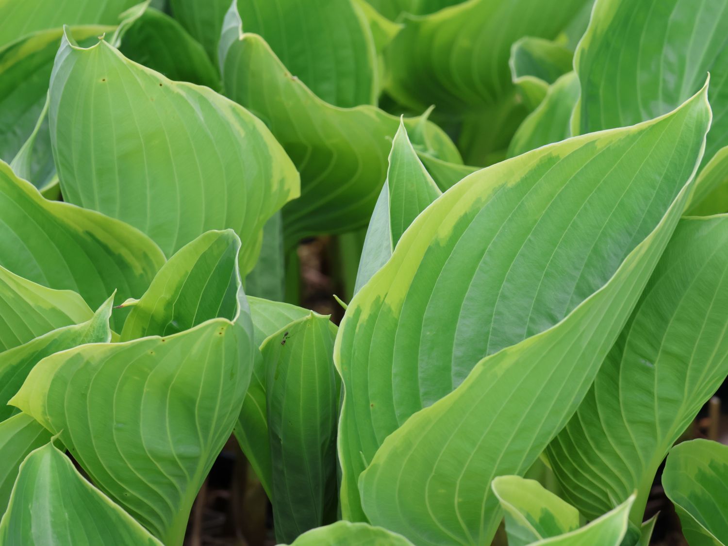 Funkie 'Winter Snow' - Hosta x cultorum 'Winter Snow'