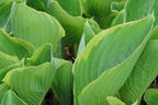 Funkie 'Winter Snow' - Hosta x cultorum 'Winter Snow'