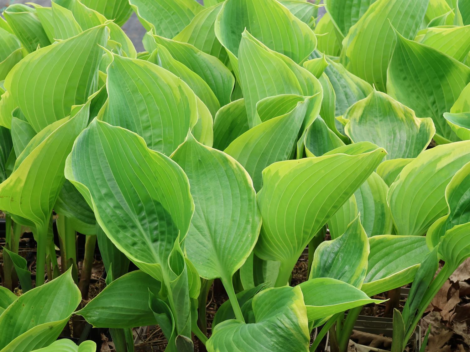 Funkie 'Winter Snow' - Hosta x cultorum 'Winter Snow'