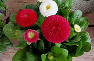 Gänseblümchen 'Pomponette rot'