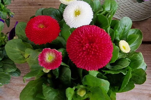 Gänseblümchen 'Pomponette rot' - Bellis perennis 'Pomponette rot'