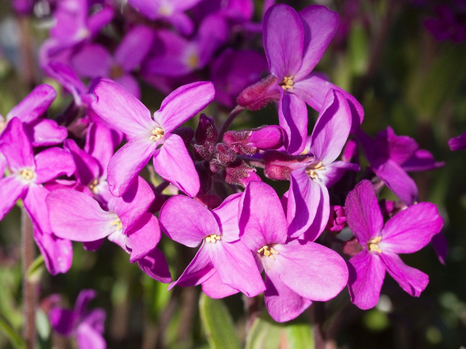 Gänsekresse 'Frühlingszauber'