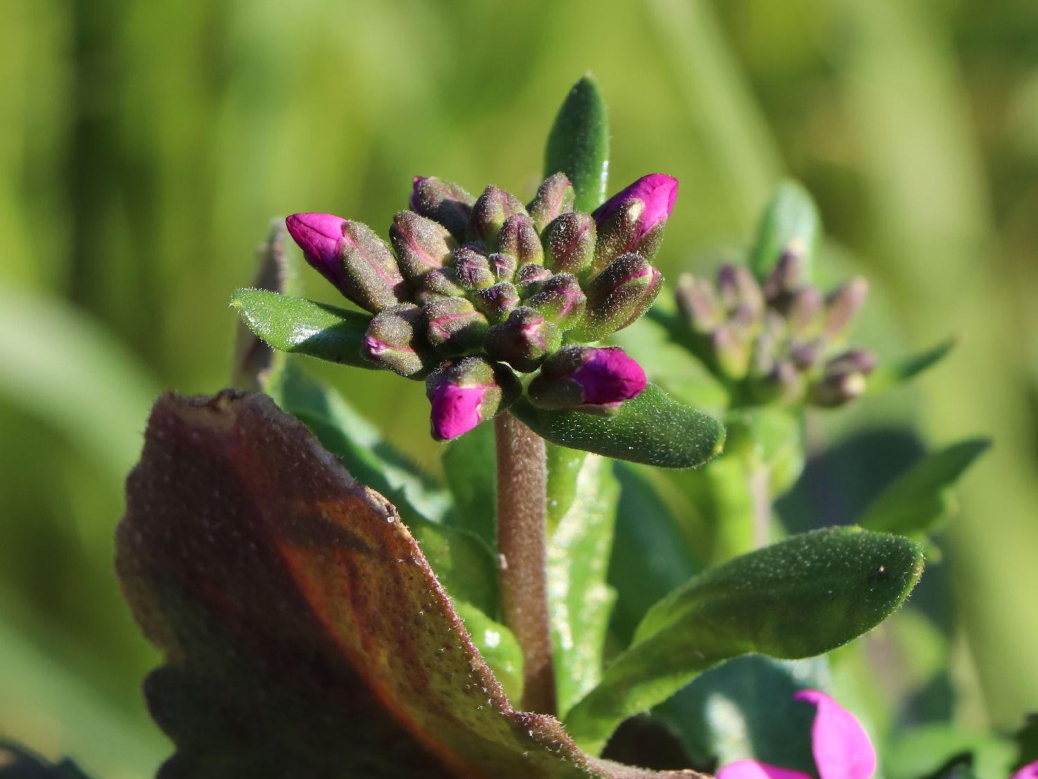 Gänsekresse 'Frühlingszauber' Schönste Stauden & Expertenwissen
