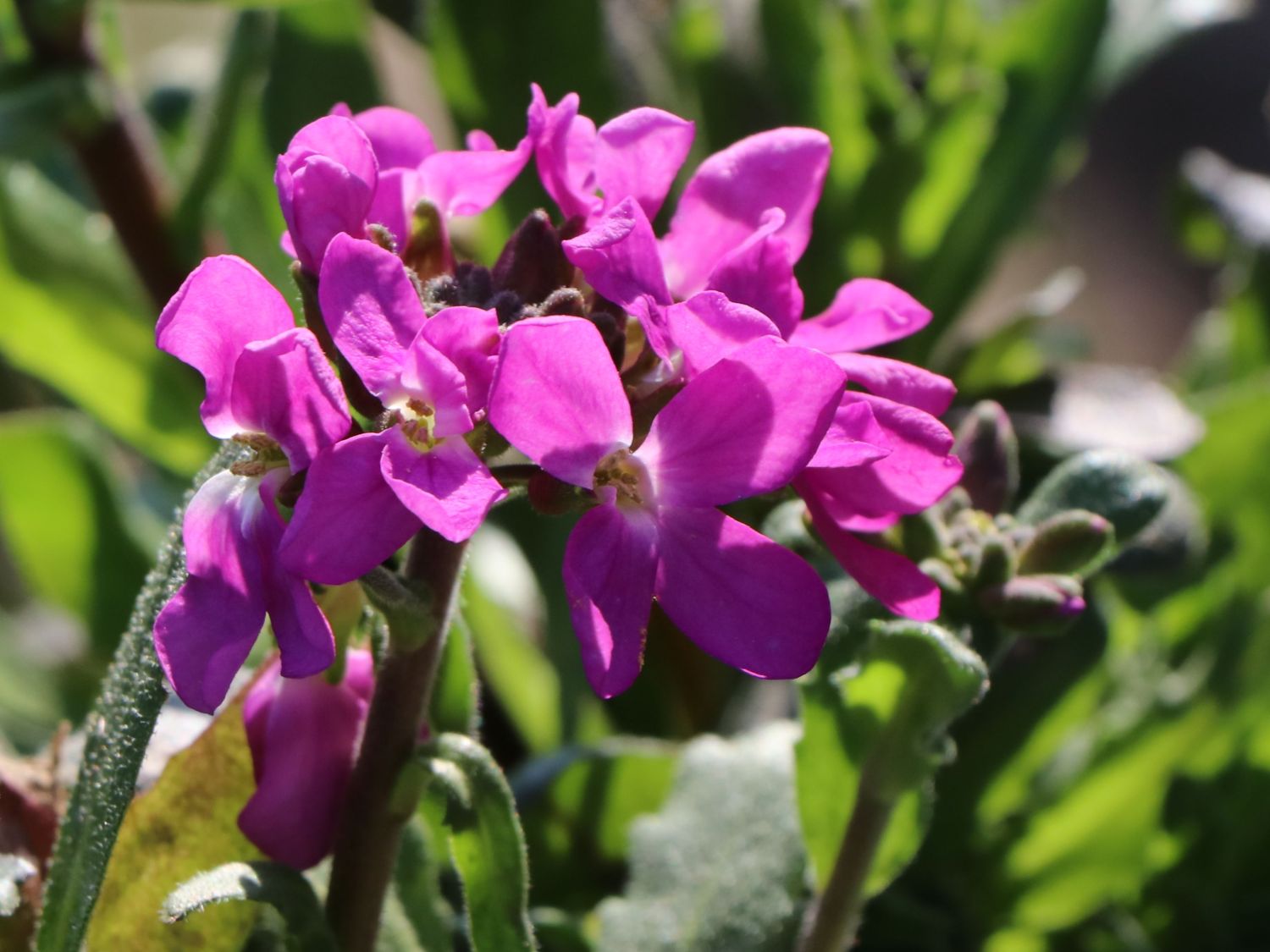 Gänsekresse 'Frühlingszauber' Schönste Stauden & Expertenwissen