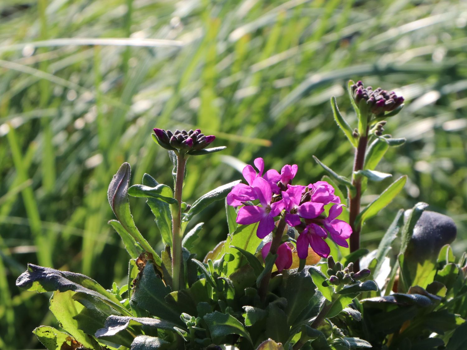 Gänsekresse 'Frühlingszauber' Schönste Stauden & Expertenwissen