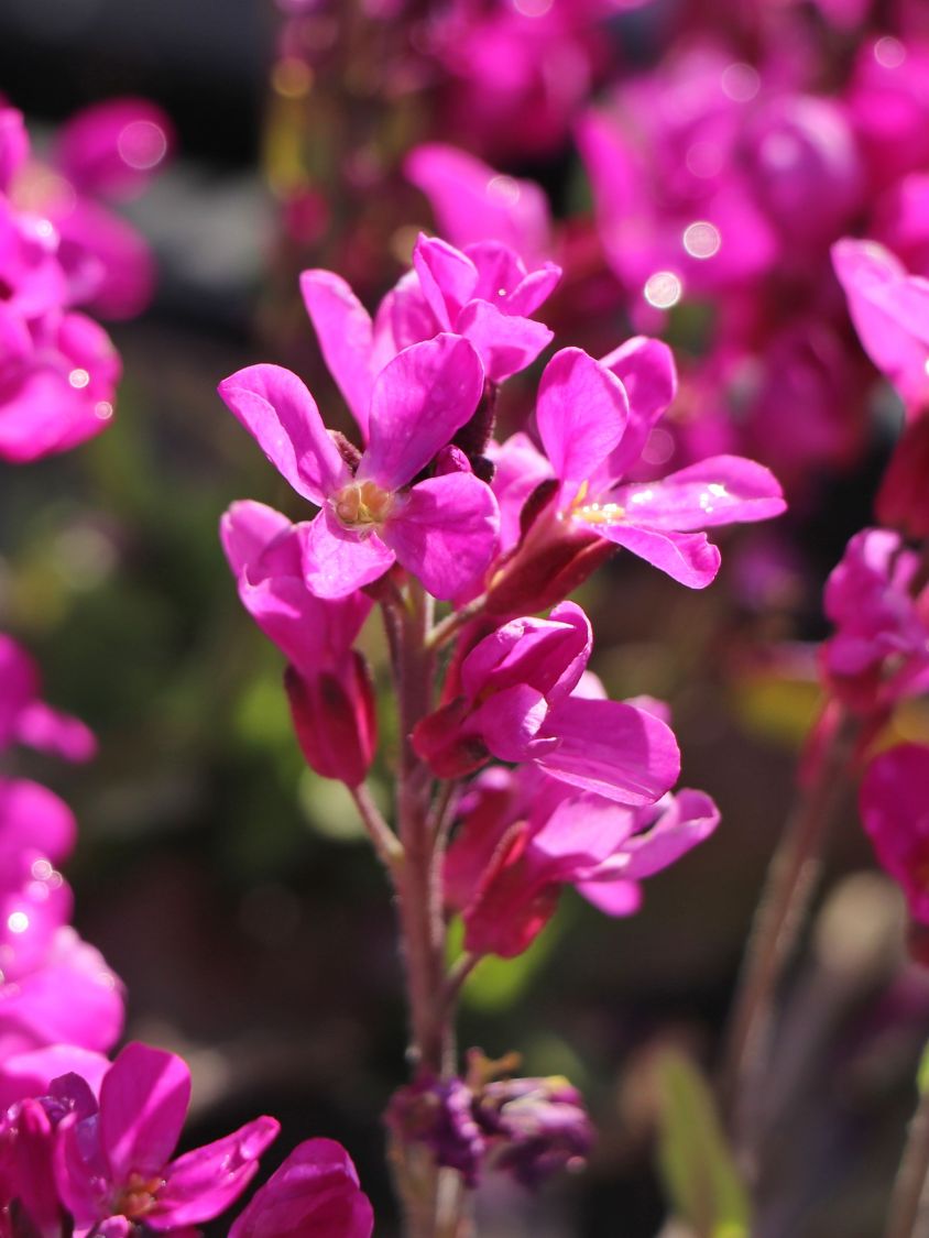 Gänsekresse 'Frühlingszauber' Schönste Stauden & Expertenwissen