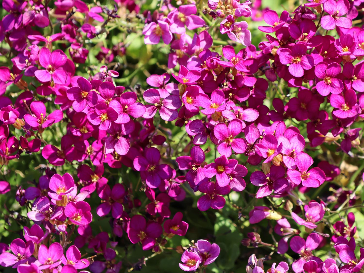 Gänsekresse 'Little Treasure Deep Rose'