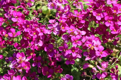 Gänsekresse 'Little Treasure Deep Rose' - Arabis caucasica 'Little Treasure Deep Rose'