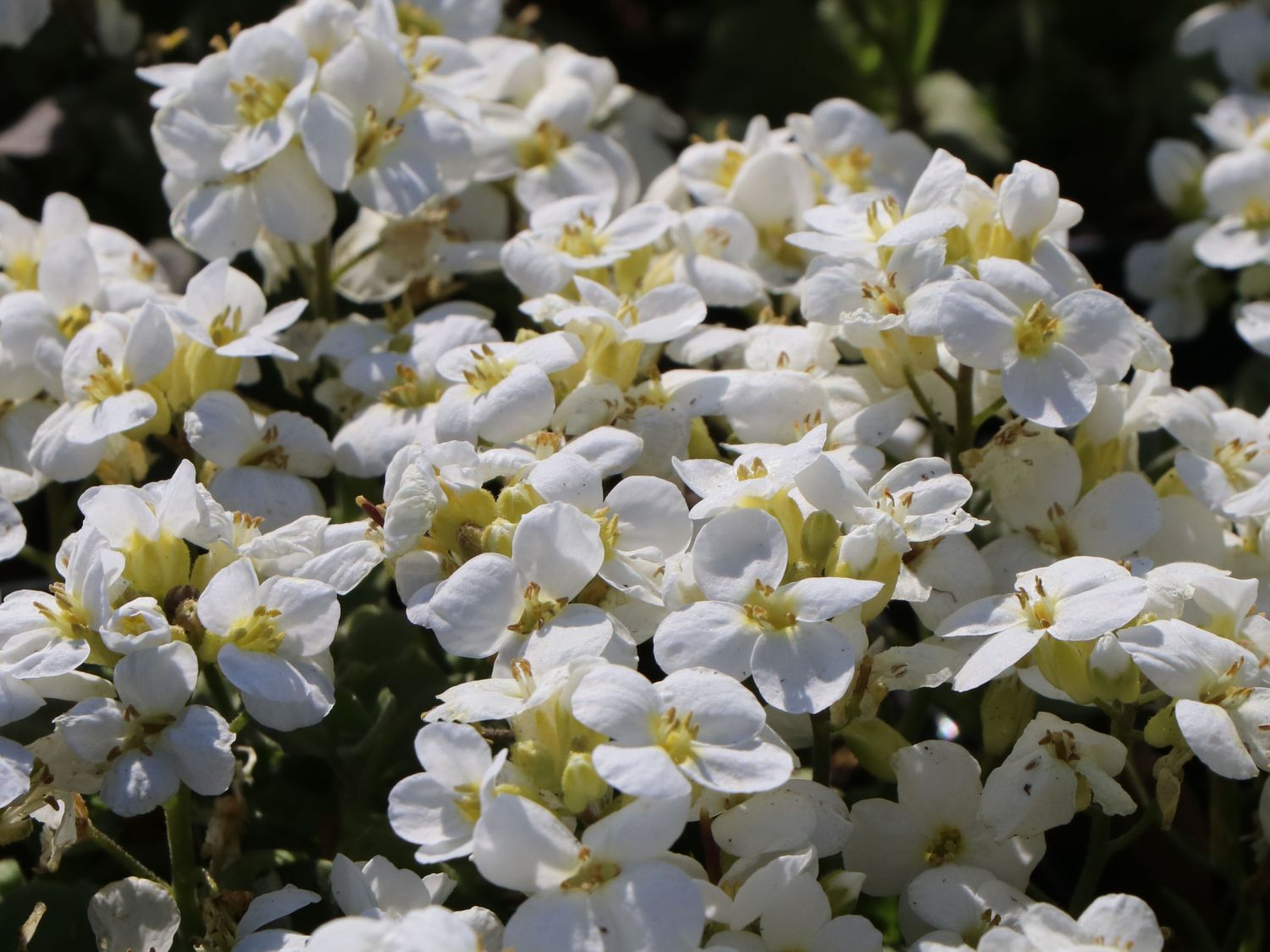 Gänsekresse 'Little Treasure White'
